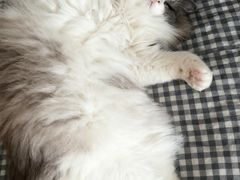 -御宝贝·A梦猫科宠物医院(国际猫友好医院)