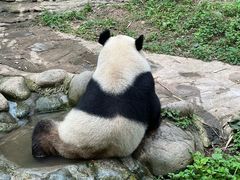 -都江堰中华大熊猫苑