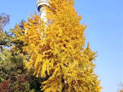 -龟山风景区-龟山电视塔