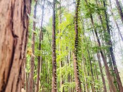 -上海共青森林公园