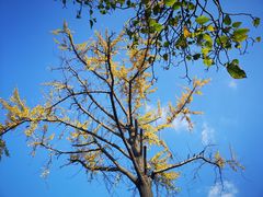 -老娘舅(吴山路店)