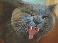 -Rabbit Cafe私房西餐甜点咖啡(栖霞路店)