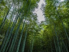 -虎跑公园