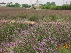 -紫颐香薰山谷景区