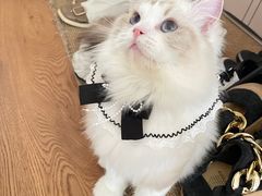-momokira米努特·德文卷毛猫·棉花面纱犬
