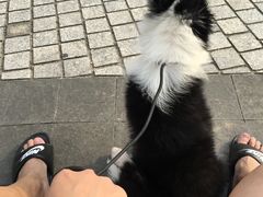 -翊宠yipet猫狗购宠庄园犬舍•猫舍