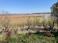 -上海吴淞炮台湾国家湿地公园