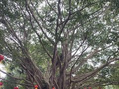 -海南热带野生动植物园