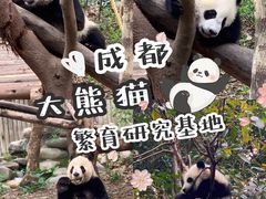 -成都大熊猫繁育研究基地