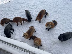 -宫城藏王狐狸村