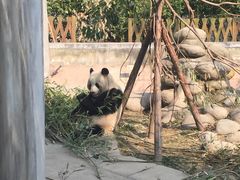 -成都大熊猫繁育研究基地