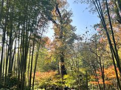 -西湖风景区十里琅珰-五云山