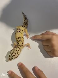 -Moni星球萌宠·小马宝莉·灵蛇·高端高阶全萌宠互动体验俱乐部(红豆国际广场店)