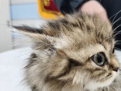 -中农国际动物医院24小时·猫科·骨科·急重症中心
