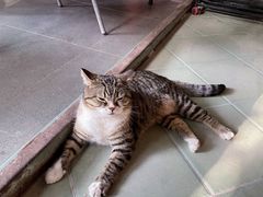 -喵屿·大理花园猫咖