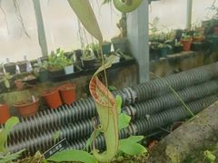 -北京植物园-展览温室