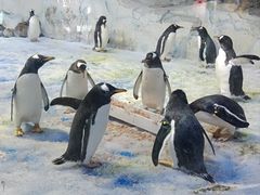 -芜湖新华联大白鲸海洋公园
