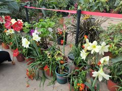 -国家植物园南园