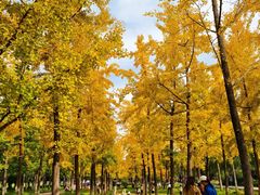 -汉长安城未央宫国家考古遗址公园