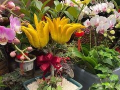 -静岸花卉园艺(三星坊店)