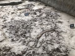 -金沙遗址博物馆