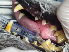 -博特宠物医院24h犬猫全科.骨科·异宠