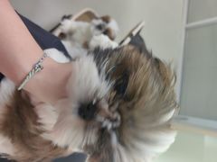 -美美宠物诊疗中心·异宠·骨科(滨江东信分院)