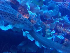 -迪拜水族馆及水下动物园
