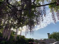 -嘉定紫藤园