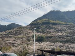 -金莲葱饼