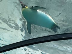 -珠海长隆海洋王国