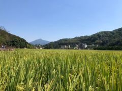 -艾米稻香小镇