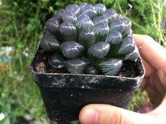 -金科花卉市场