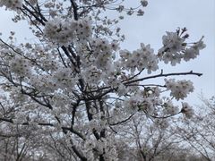 -顾村公园