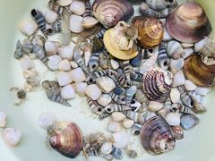 -红树林天天赶海