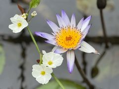 -国家植物园南园