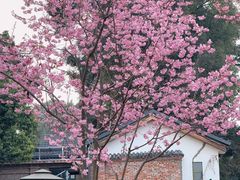 -三圣花乡旅游区