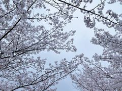 -高东镇樱花园