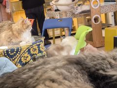 -平行世界·猫咖(首经贸店)