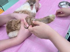 -北京观赏动物医院·24小时大型综合·猫专科·异宠专科