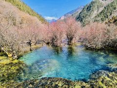 -九寨沟-树正沟