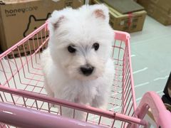 -翊宠yipet猫狗购宠庄园犬舍•猫舍