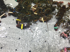 -渔傅·蓝海岸霞浦海鲜(正祥店)