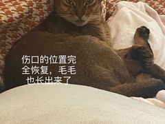 -哆趣宠物医院·眼科·内镜·急重症转诊中心(上海店)