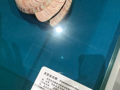 -青岛贝壳博物馆