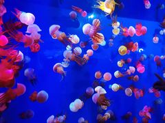 -成都浩海立方海洋公园