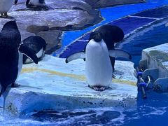 -上海海昌海洋公园
