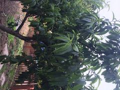 iphone_upload_pic-漫渡庄绿岛花园•隐世庭园菜(滨湖店)