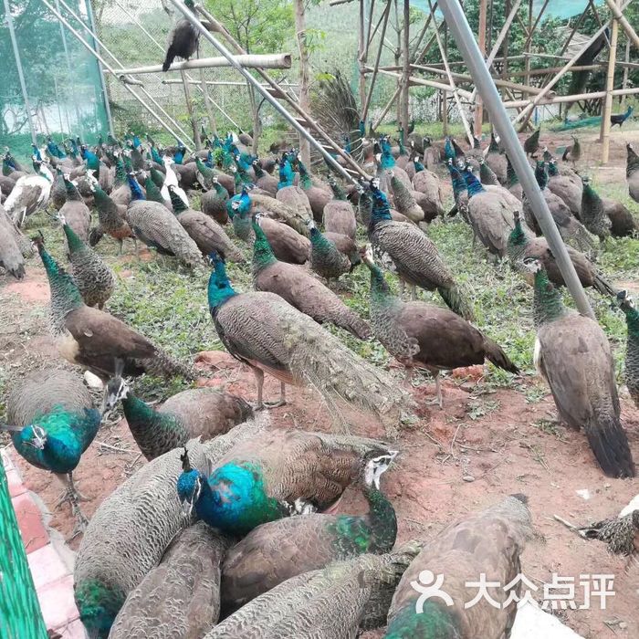 美林湖孔雀园