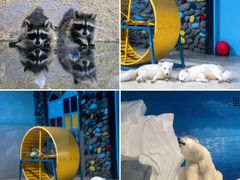 -海合安天津极地海洋公园